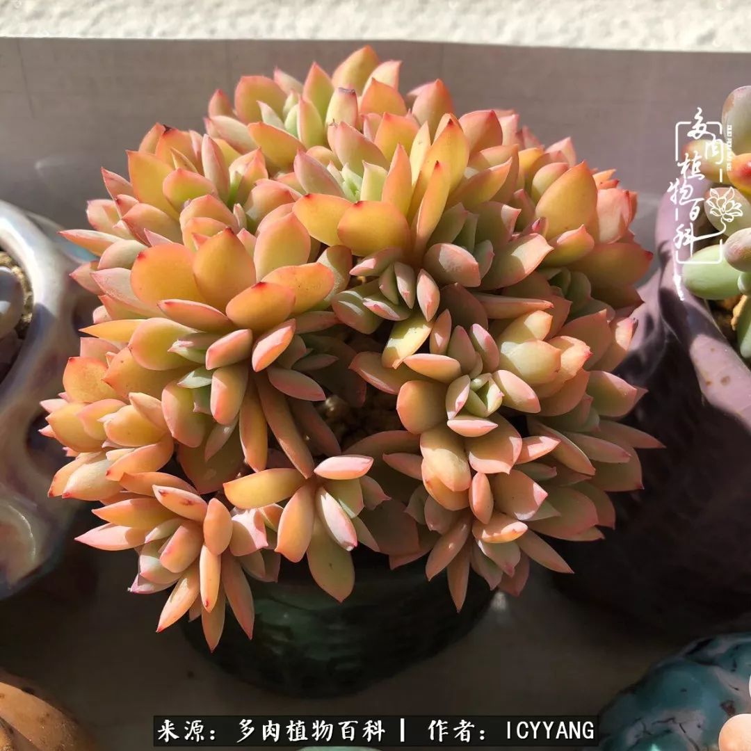 多肉隔着玻璃晒太阳效果好吗,隔着玻璃养的多肉照样长得好