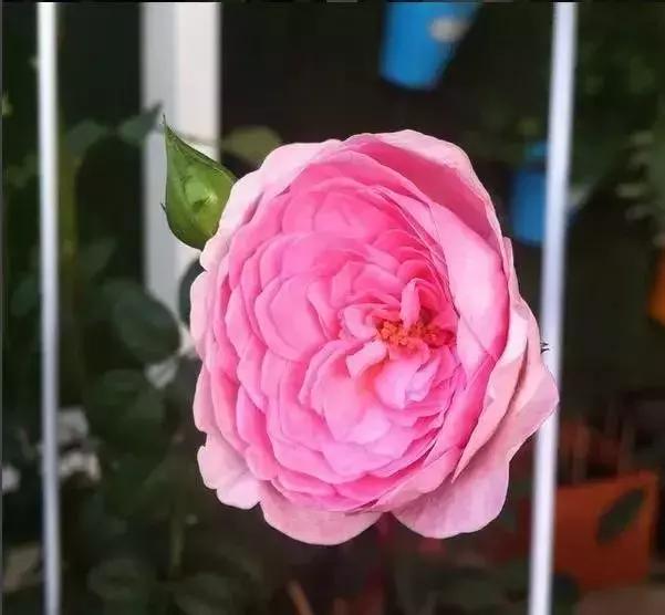 4000种不一样的玫瑰品种大全,100种玫瑰品种图鉴大全