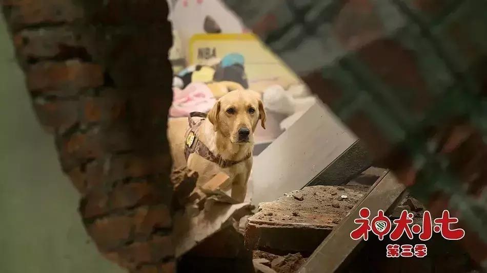 神犬小七第一季小七成为神犬,神犬小七3奇奇