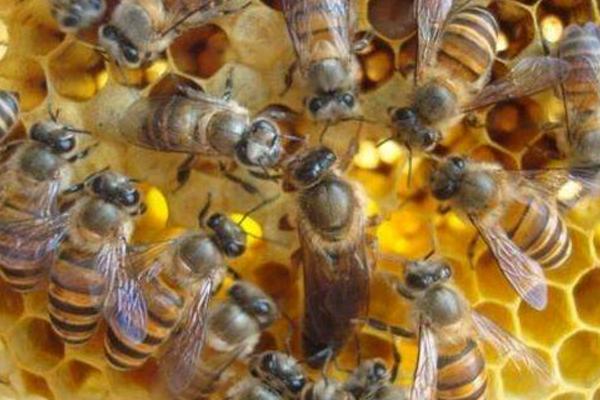 中蜂和意蜂怎么区别,中蜂与意蜂哪个好养一点