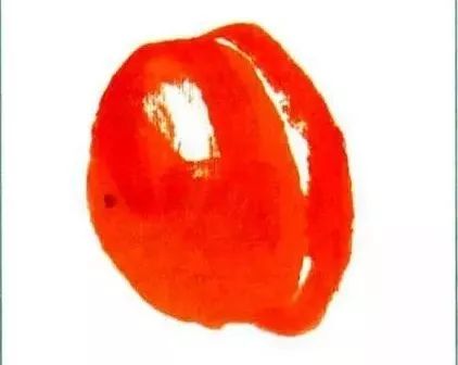 写意柿子叶的画法步骤图,徐湛写意柿子的画法