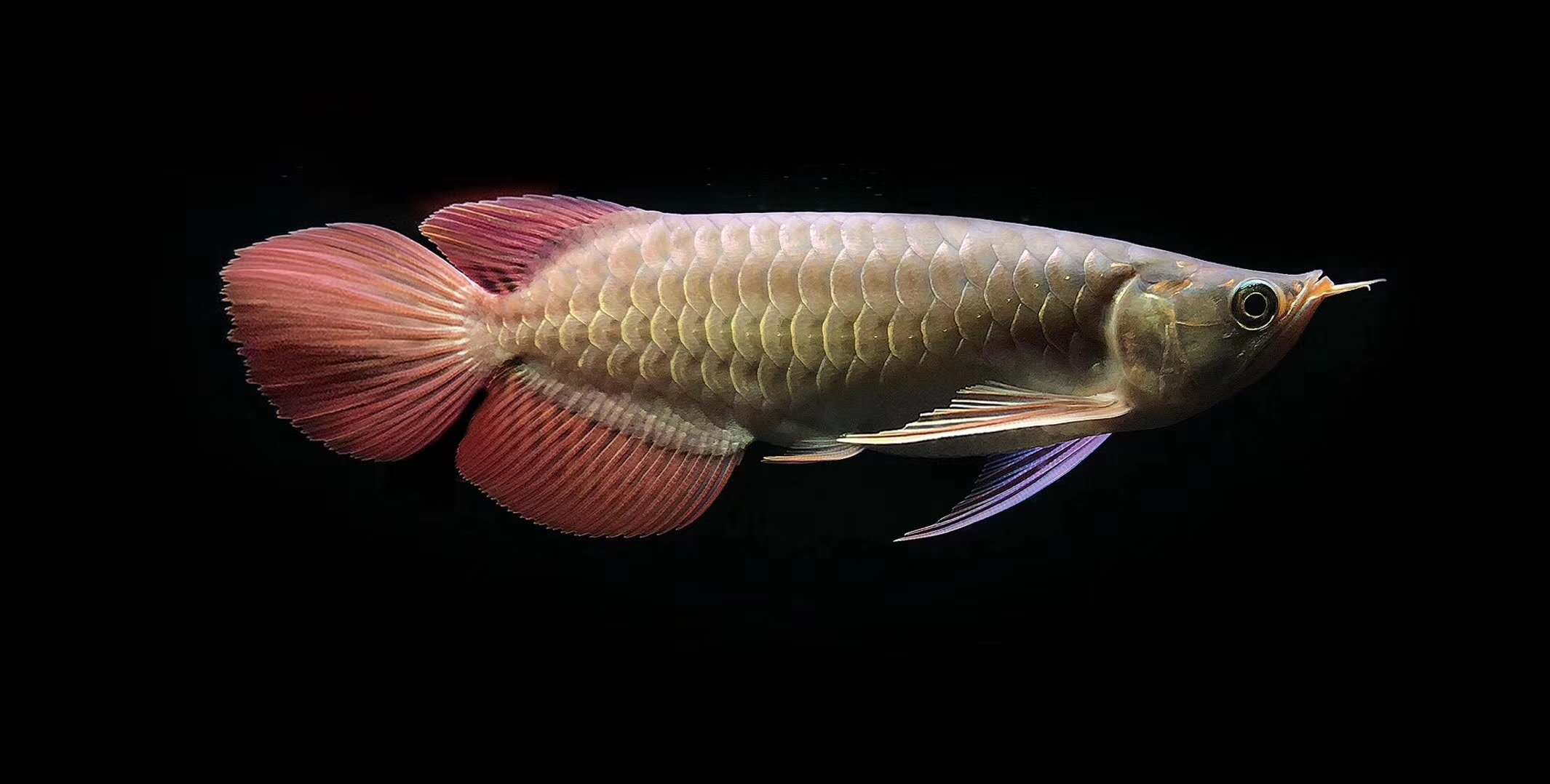 龙鱼缺氧翻白了怎么急救,龙鱼立鳞最好的解决办法