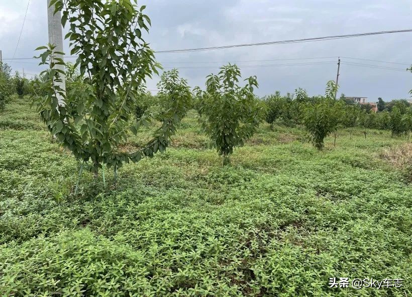 7万公里老款宝马x5,宝马x5的优缺点