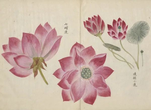 繁华过后一盏清茗也能品出百味,繁华之后静立于世