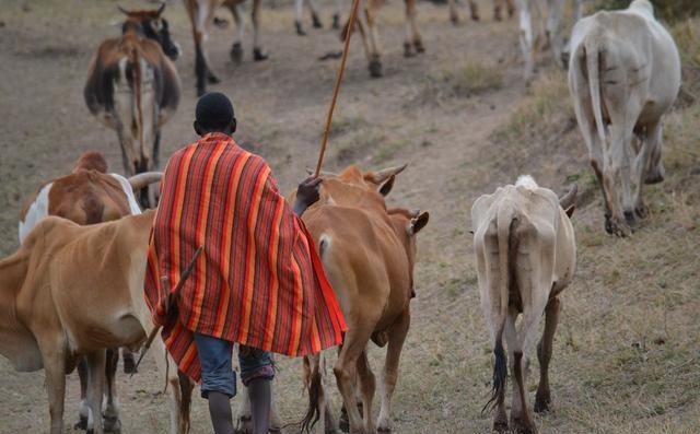 在牛屁股上“安”眼睛，真的能避免被狮子攻击？科学家：量身定制