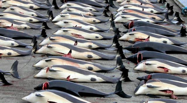 日本大象生存现状,大象生存危机