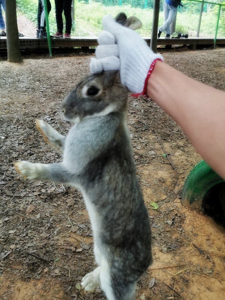 茅山宝盛园周边游玩,茅山宝盛园所有游乐设施
