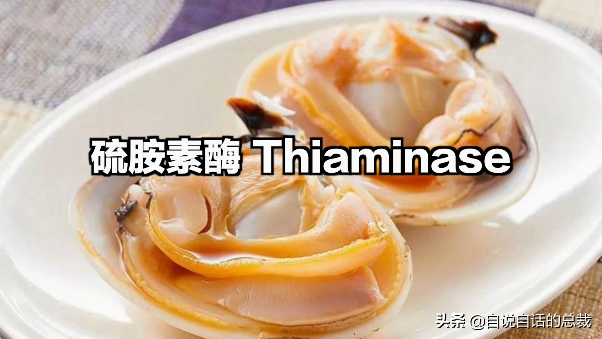 蛤、蚶、蛏、蚝、蚬有什么区别？这是一群美味海怪与人类的故事