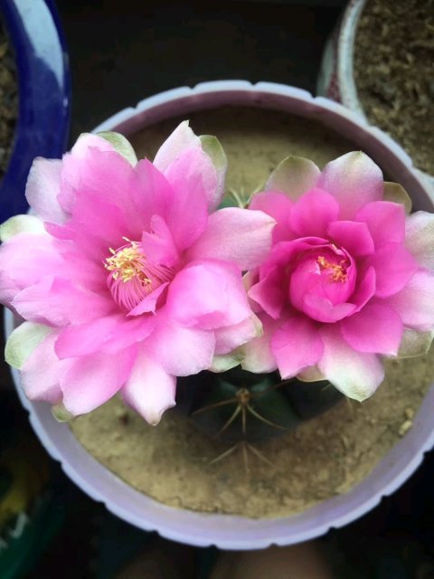 101个仙人球品种,101种仙人球开花图片