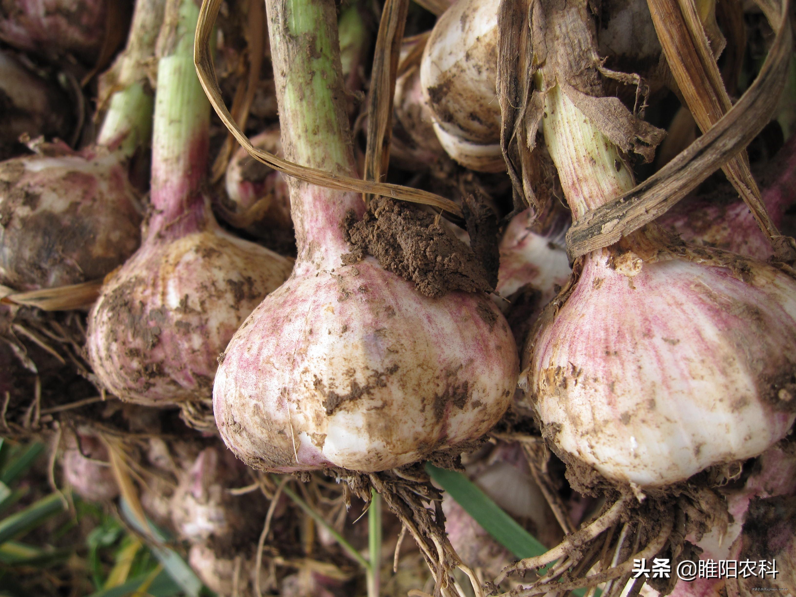 大蒜后期追肥什么肥膨大快,大蒜追肥的正确使用方法