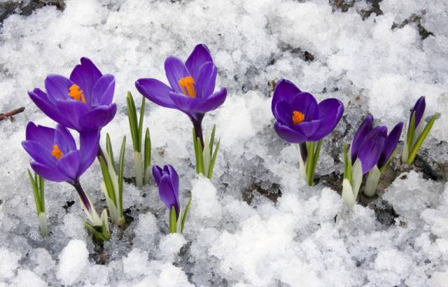 这才是世界上最贵的花卉,十大名贵花卉家养