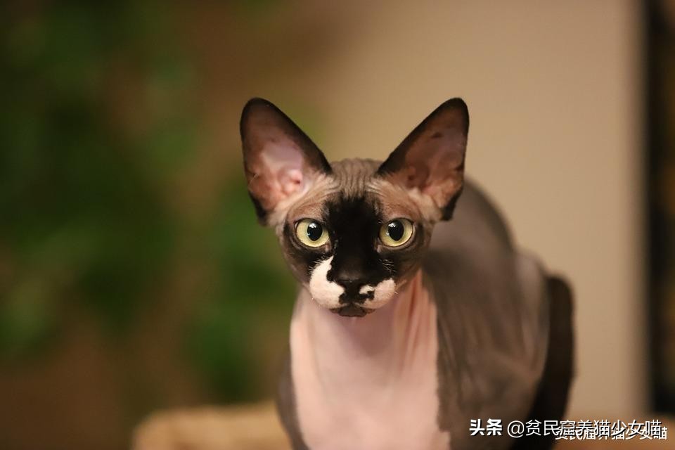 辟谣：无毛猫不是一个猫品种，也算不上是猫咪过敏者的福音