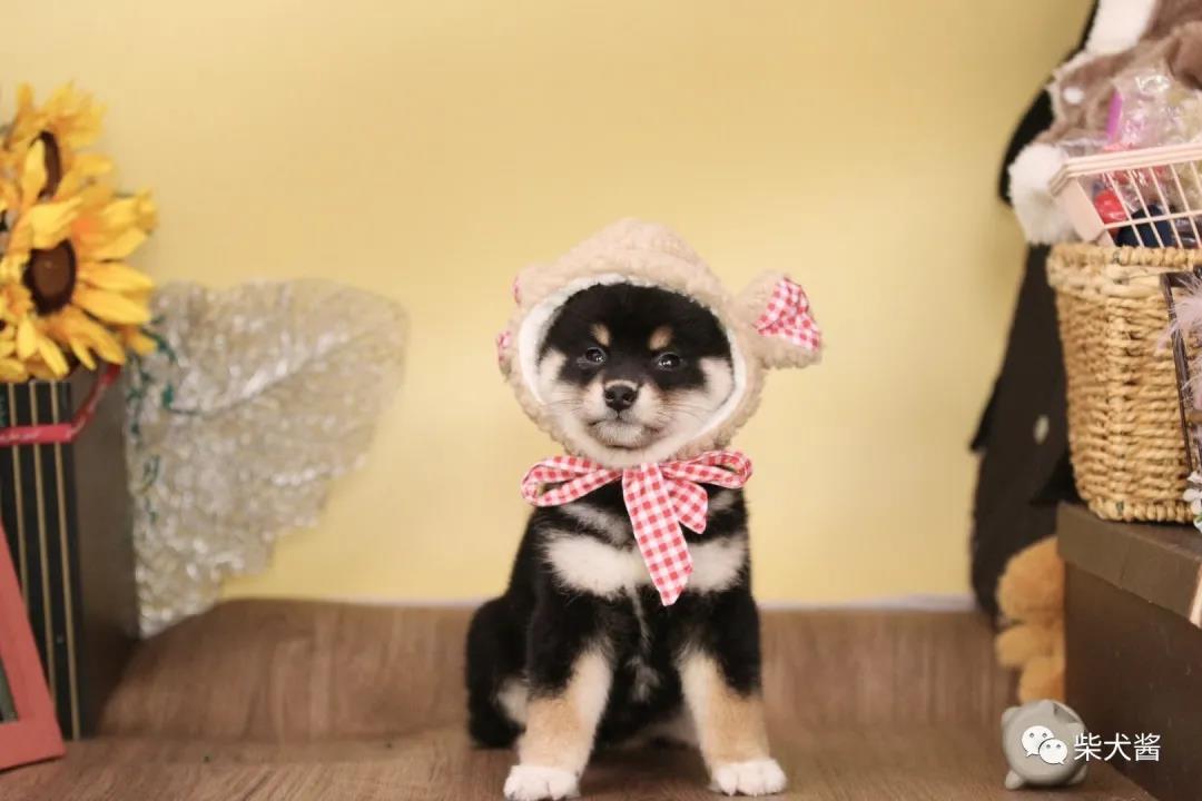 柴犬拉肚子了怎么办,小柴犬拉肚子怎么办