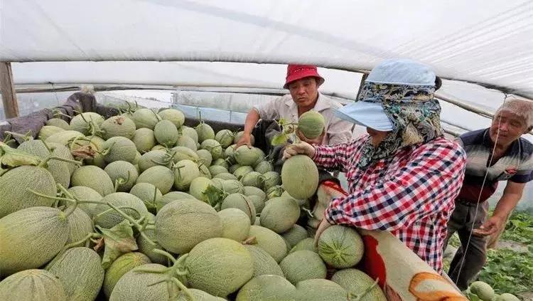 大荔县双泉镇东野鹊村来历,大荔县双泉镇东野鹊村