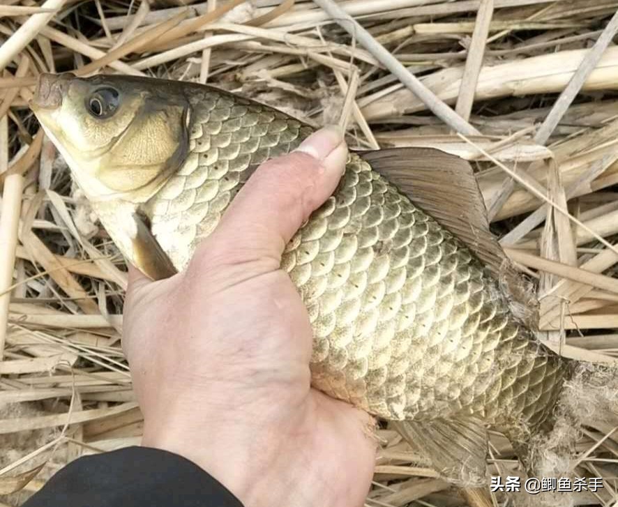 钓鱼人不知道的小技巧,钓鱼技巧野钓鱼不开口用啥饵