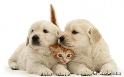 爱犬皮肤干燥需要被重视