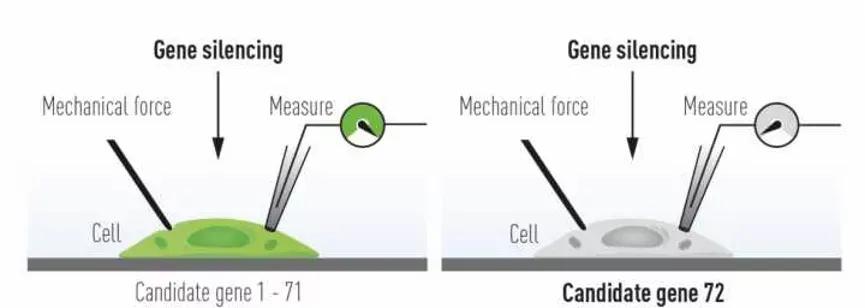 吃辣椒为啥感觉热?吃薄荷为啥觉得凉?2021年这项诺奖告诉你答案