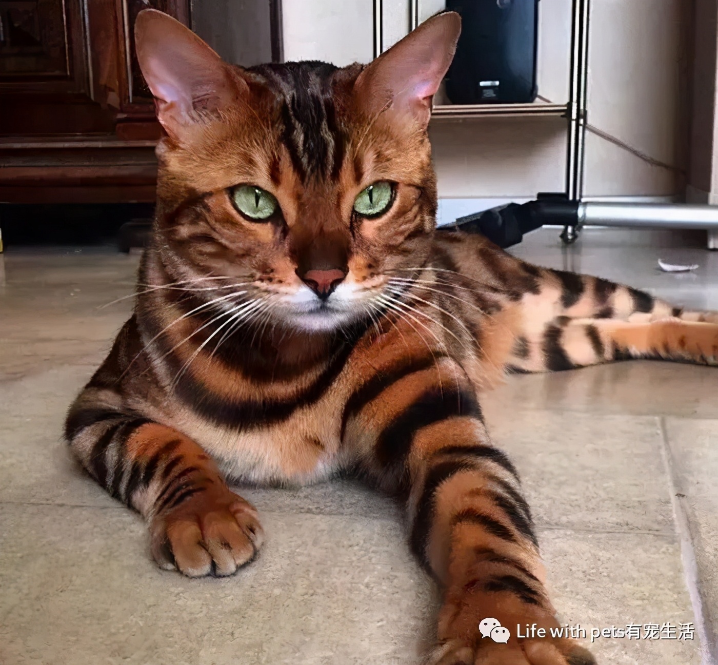 猫咪视力,猫咪的视力是什么样的