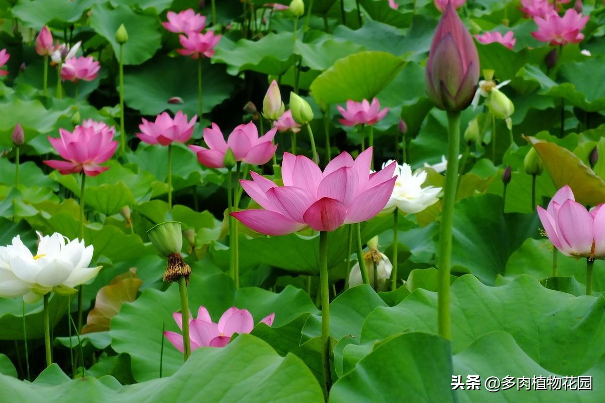 中国四大名花哪种最好,中国十大名花茶花香味排行榜