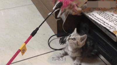 b站up主鸽子,b站up主的鸽子