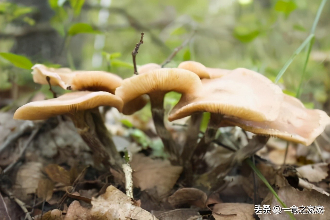 哈尔滨美食排行榜前十中央大街,哈尔滨必买的20种特产美食