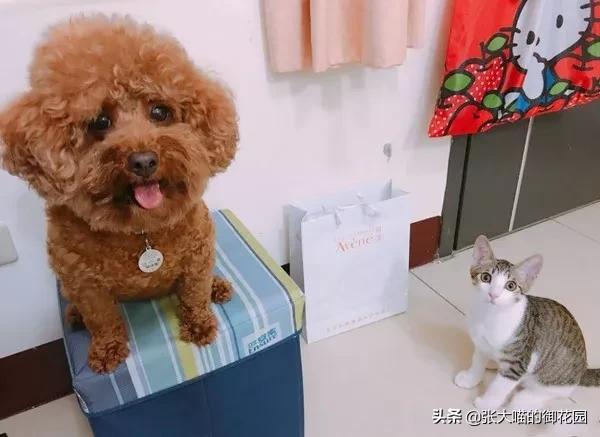 猫咪主人中彩票,捡了流浪猫后中彩票