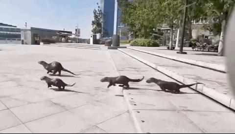 新加坡华人打架斗殴事件,新加坡打架最惨烈的一次