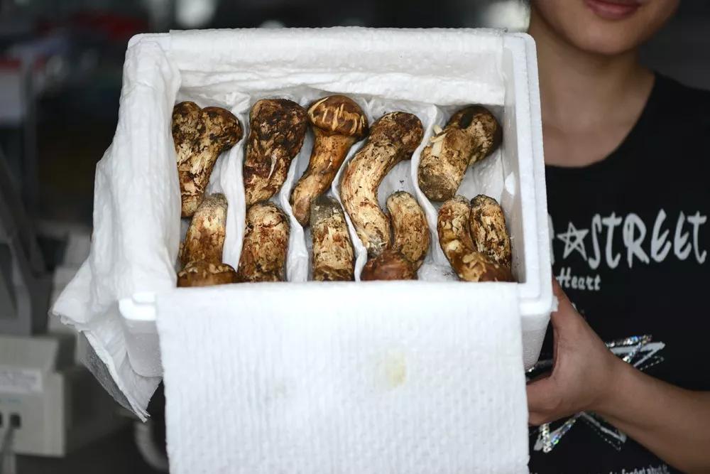 松茸菌干货的吃法,新鲜松茸菌怎么做好吃一点