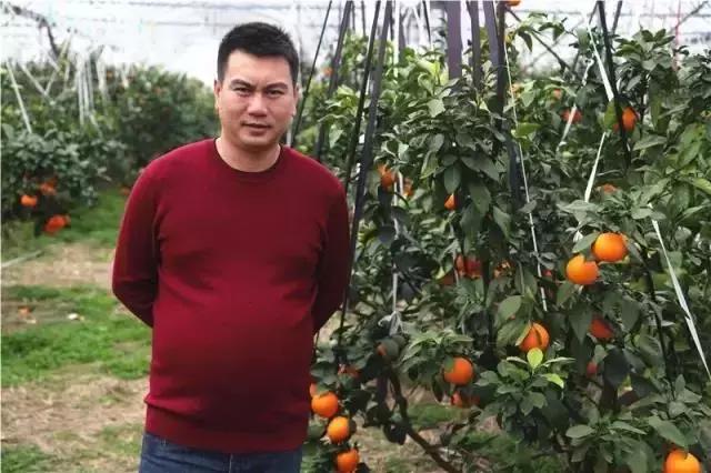 亩产值十万元的品种,亩收入10万元的农作物