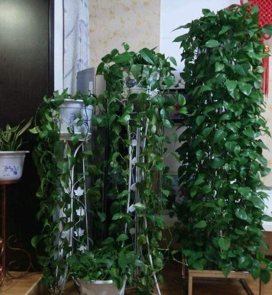 绿萝有毒还是没毒,绿萝有毒吗误食了咋办