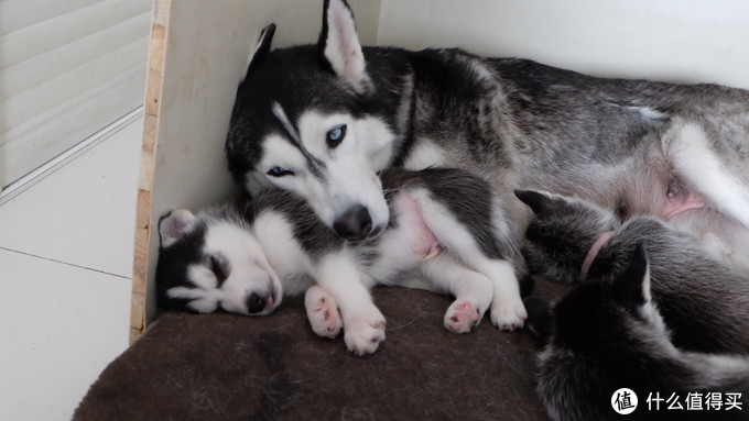 一次创世纪的生活体验—记哈士奇当妈妈