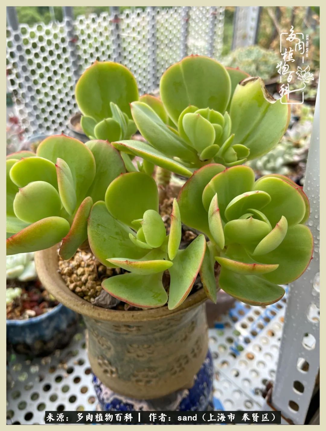 多肉垂落下去该怎么办,多肉在三伏天怎么度夏