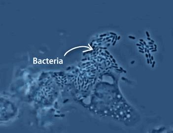 只需要几分钟就能快速驯服鸽子,怎么给鸽子预防新病毒呢