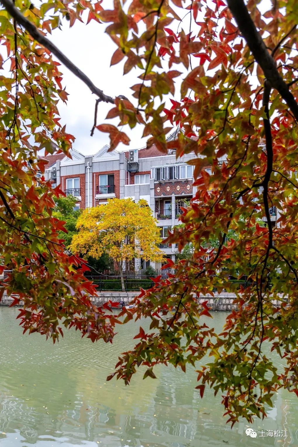 上海最美秋景,上海哪些公园可以拍秋景