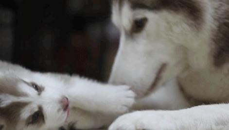 刚出生的小狗怎么喂养才能活下来,刚出生的小狗应该怎么喂养