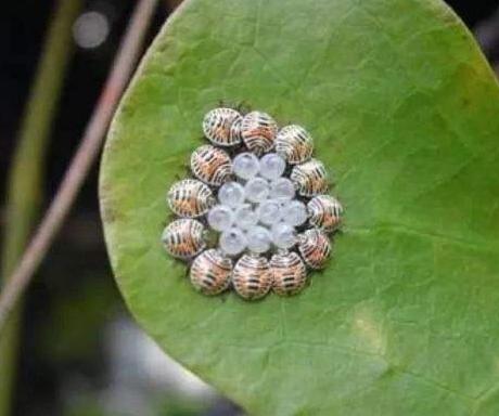臭屁虫吃美食,吃臭屁虫方法