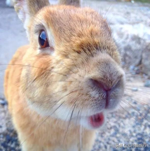 日本“神兽”不只有奈良鹿，日本网红动物主题旅行攻略