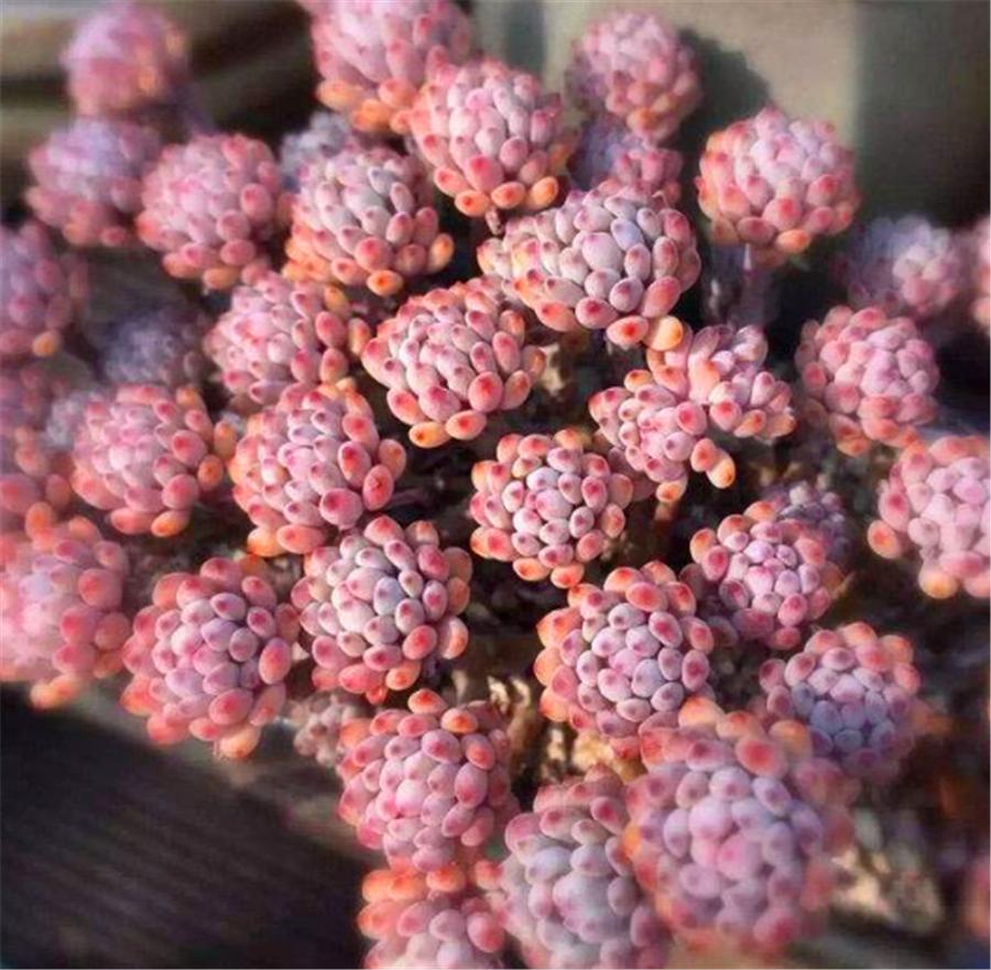 粉蓝多肉的图片,多肉粉色提示图