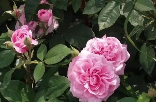 每天学习一点点——100种玫瑰品种科普