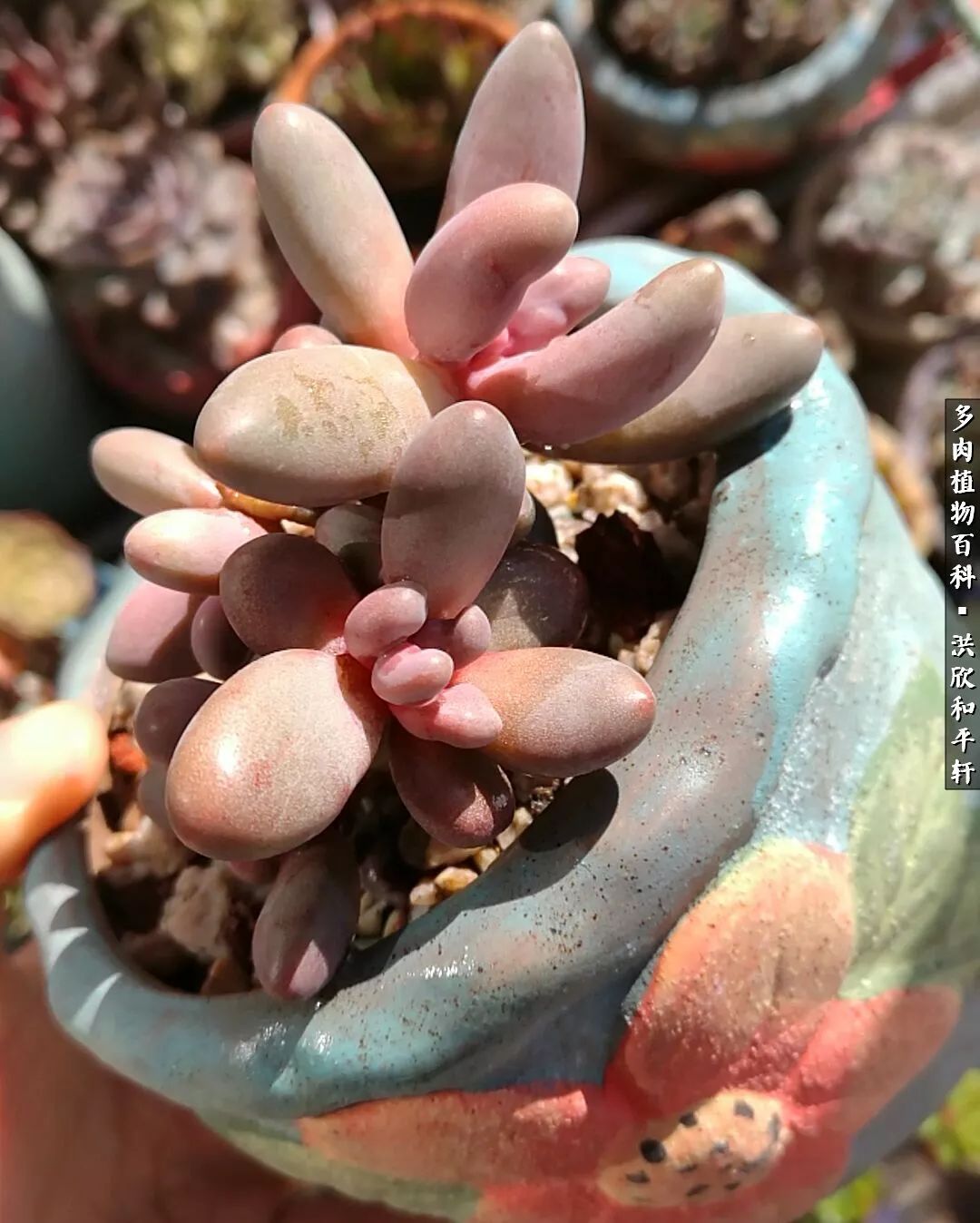 多肉的四季轮回,四季轮回多肉