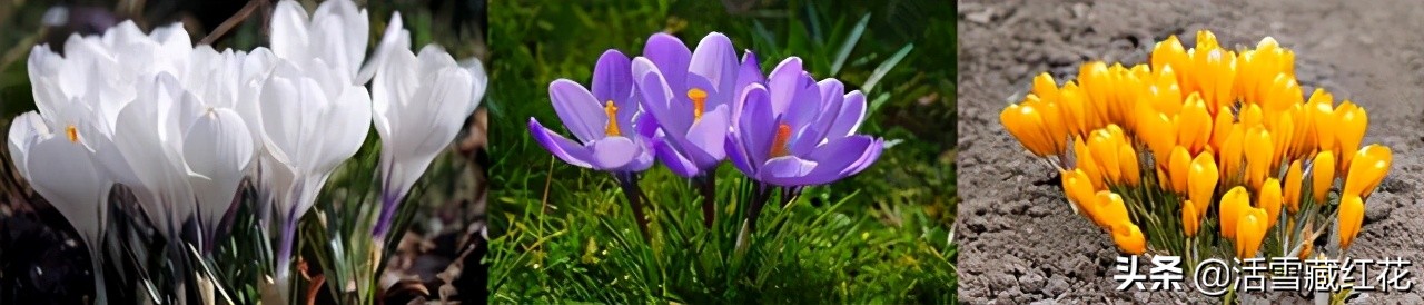 伊朗与伊拉克矛盾,伊朗和伊拉克冲突的原因