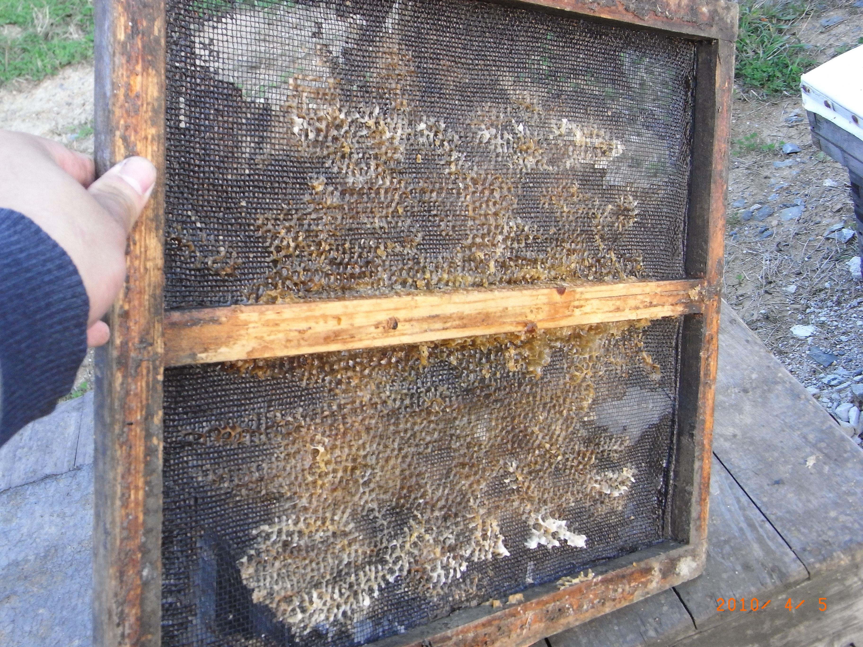 它是蜜蜂世界的“消毒剂”，今天，又将造福全人类