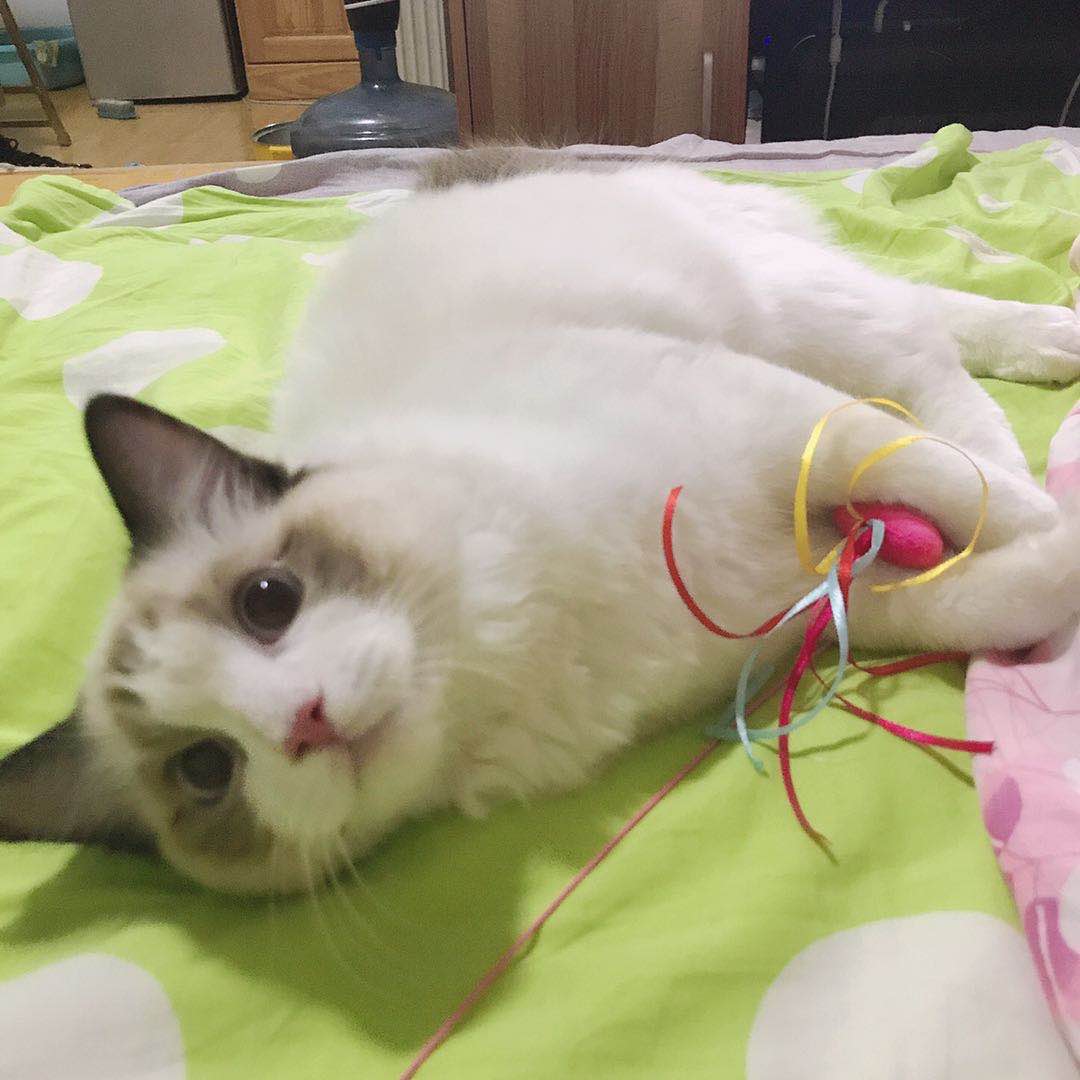 后院布偶猫好吗,怎么挑选传统系布偶猫