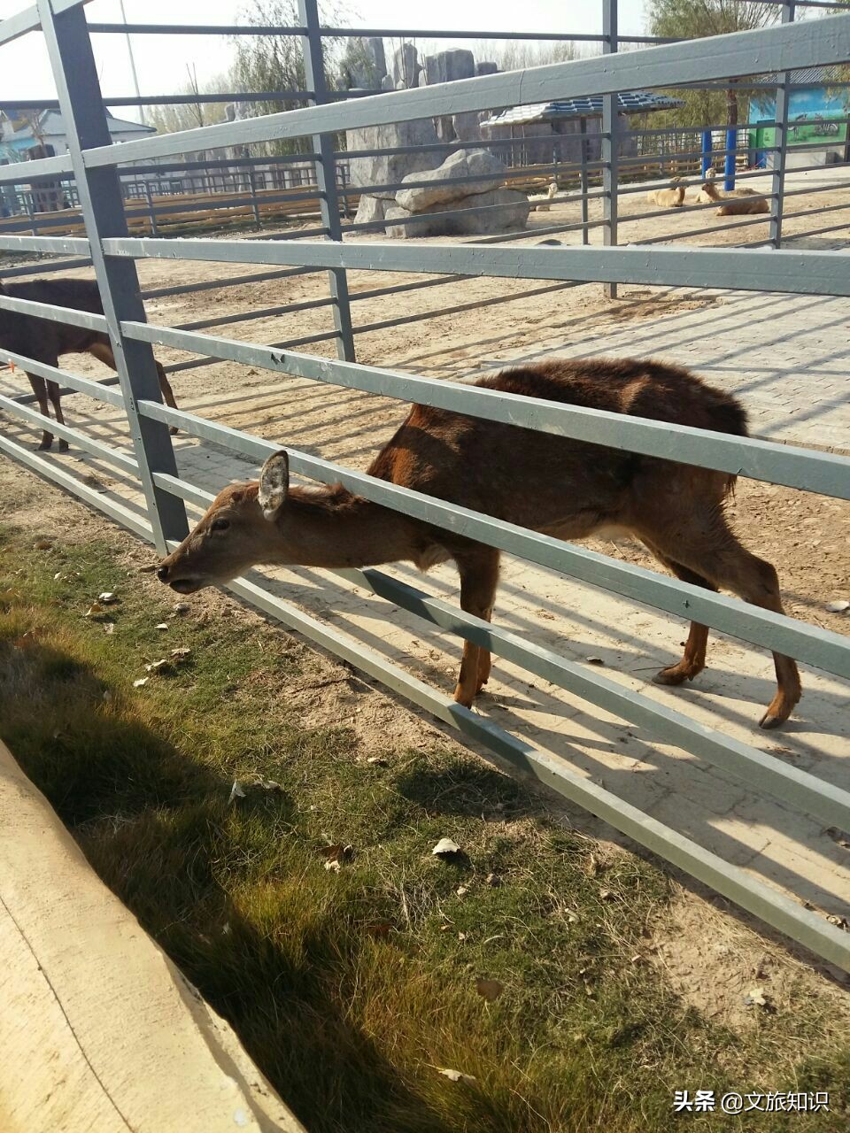 山东德州动植物园旅游区,德州市动植物园视频