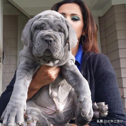 护卫能力强好训练不粘人的猛犬,稀有观赏性猛犬