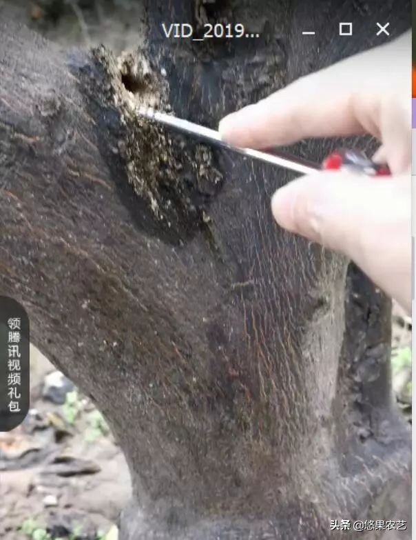 柑橘天牛危害案例,氯氰敌百虫治柑橘树干上天牛