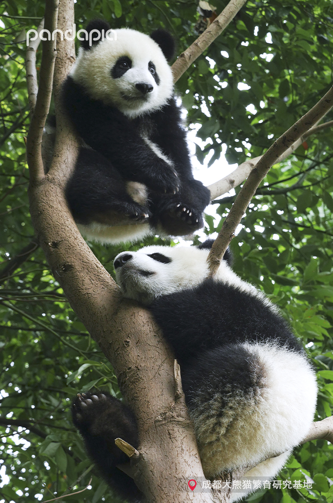 如何快速识别熊猫,熊猫的战斗力在动物界排名