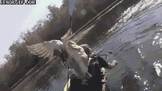 当你遇到大鹅袭击应该怎么办,当你遇见大白鹅你会怎么样