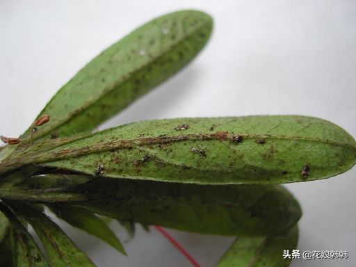 杜鹃花红蜘蛛什么症状,杜鹃花红蜘蛛病图片