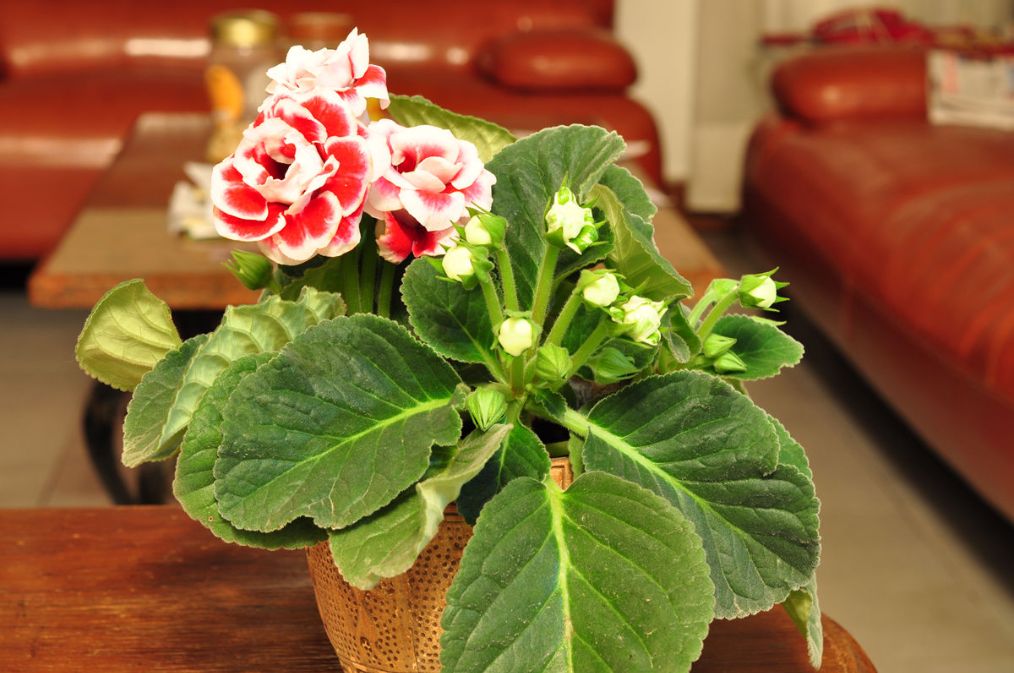 大岩桐叶子发黄有枯点怎么回事,大岩桐花叶子发黄叶边干枯怎么办